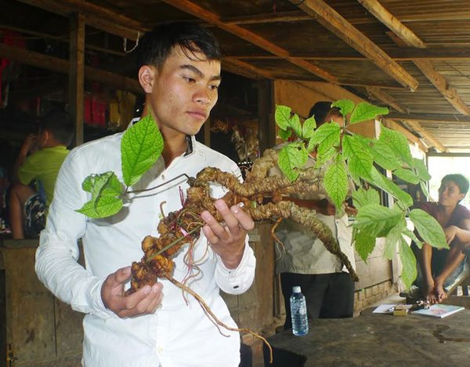 Sâm Ngọc Linh tiếp tục được đề nghị nằm trong danh mục loài nguy cấp, quý hiếm - 2 Sâm Ngọc Linh tiếp tục được đề nghị nằm trong danh mục loài nguy cấp, quý hiếm - 2