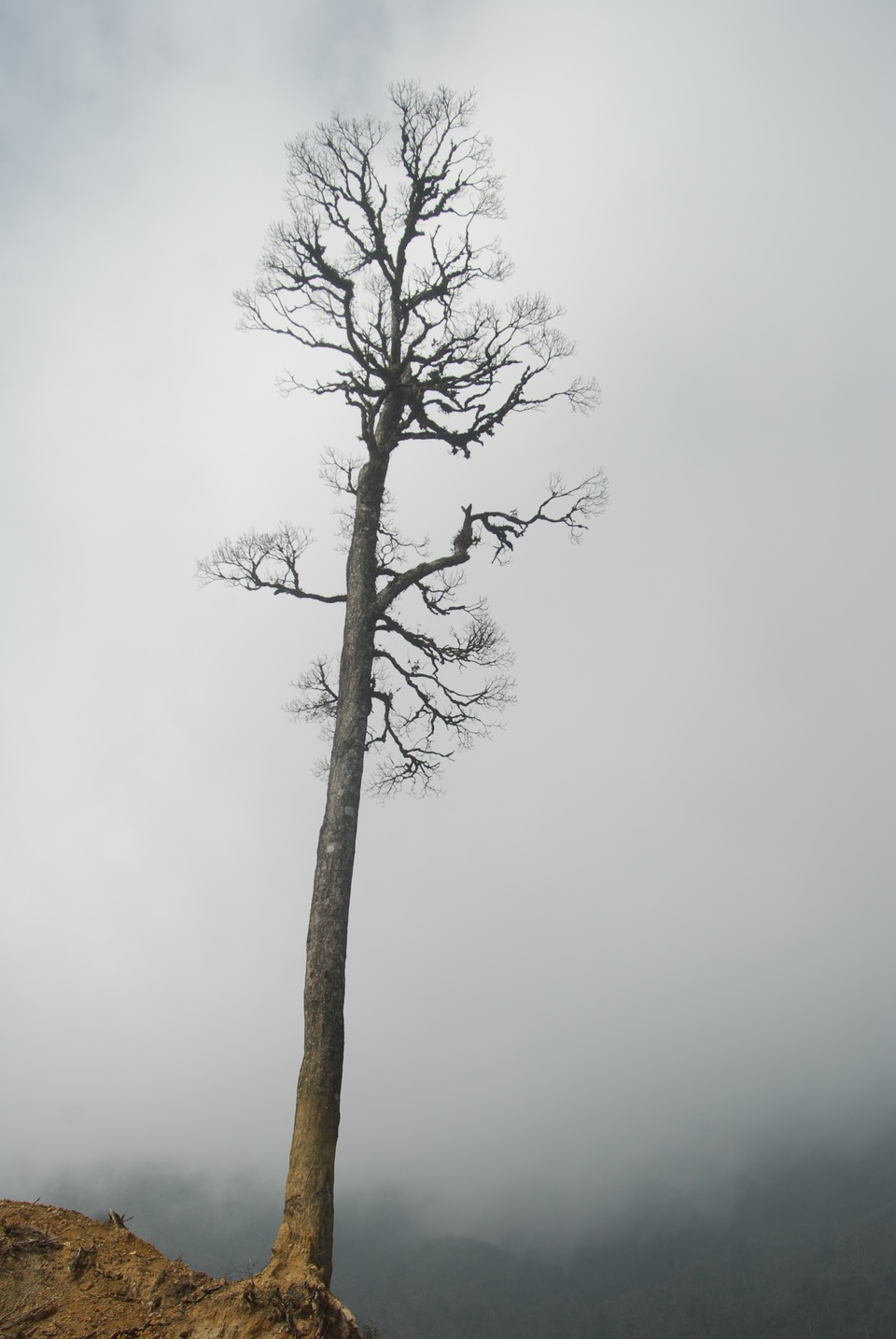 DSC_4719.JPG DSC_4719.JPG