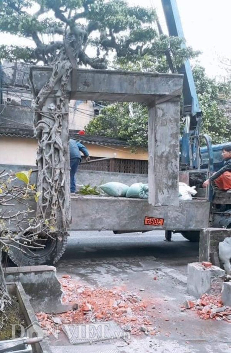 Xôn xao Nam Định: Cây sanh cổ bán kèm cổng nhà giá 6.000 USD? - 3 Xôn xao Nam Định: Cây sanh cổ bán kèm cổng nhà giá 6.000 USD? - 3