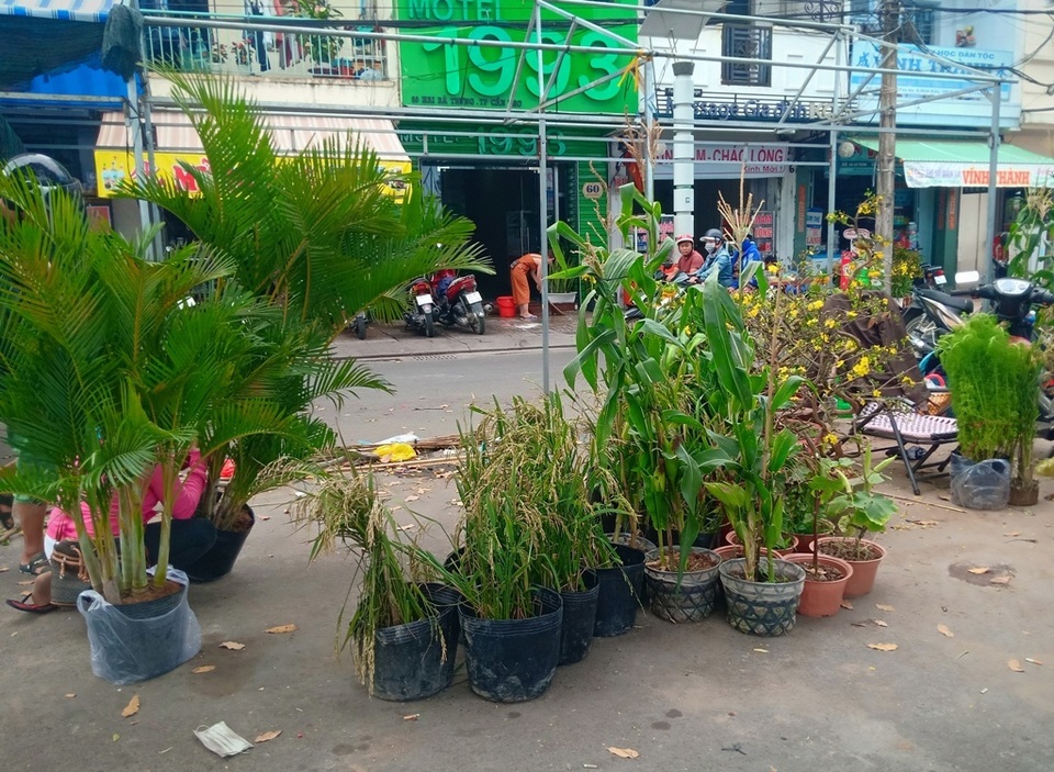 Chợ hoa Tết, vì sao không để tồn tại theo cơ chế cung - cầu? - 4