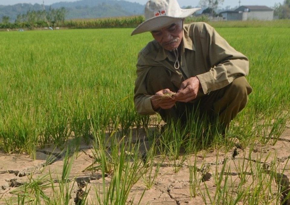 Người dân lao đao, hàng ngàn ha cây trồng chờ... chết vì nắng hạn - 4 Người dân lao đao, hàng ngàn ha cây trồng chờ... chết vì nắng hạn - 4