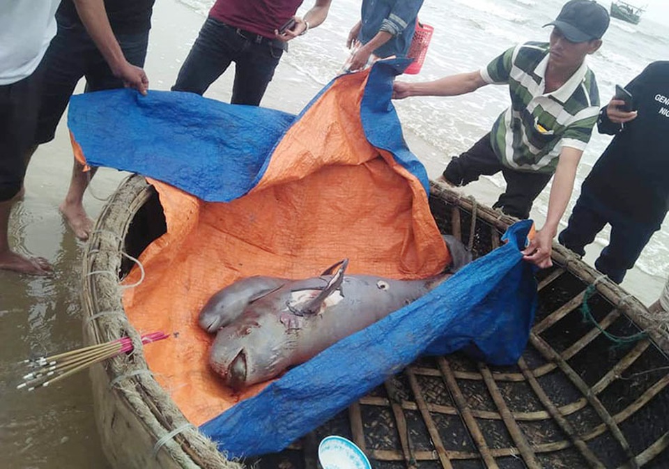 Ngư dân làm lễ chôn cất 2 con cá ngư ông chết dạt vào bờ - 1 Ngư dân làm lễ chôn cất 2 con cá ngư ông chết dạt vào bờ - 1