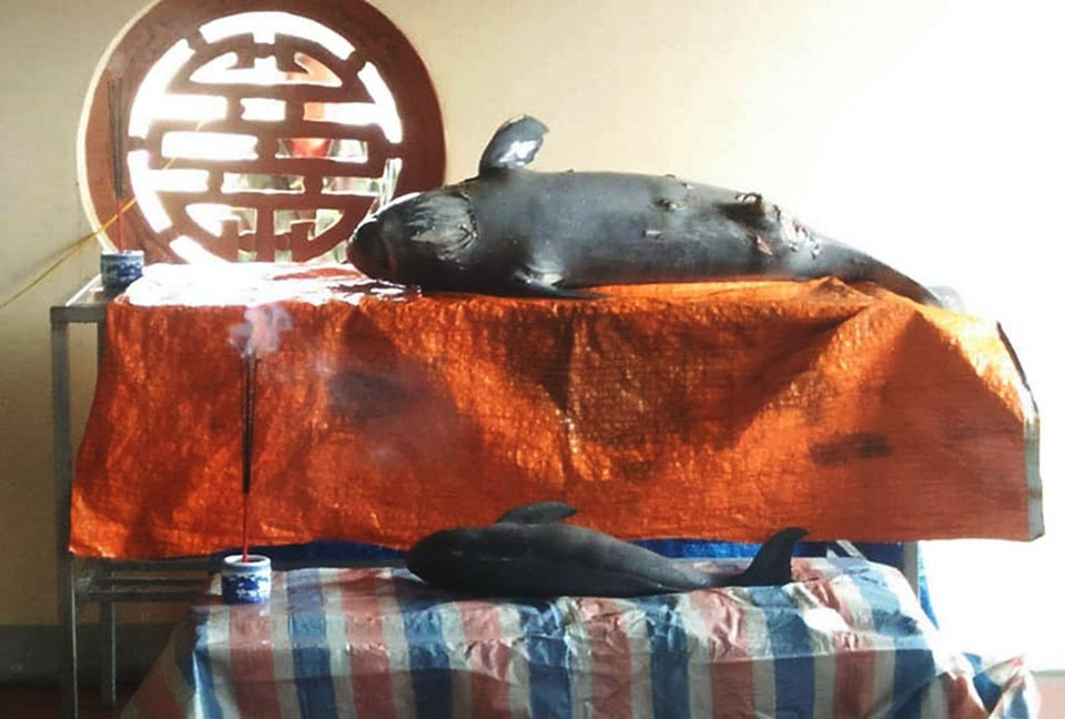 Ngư dân làm lễ chôn cất 2 con cá ngư ông chết dạt vào bờ - 3 Ngư dân làm lễ chôn cất 2 con cá ngư ông chết dạt vào bờ - 3
