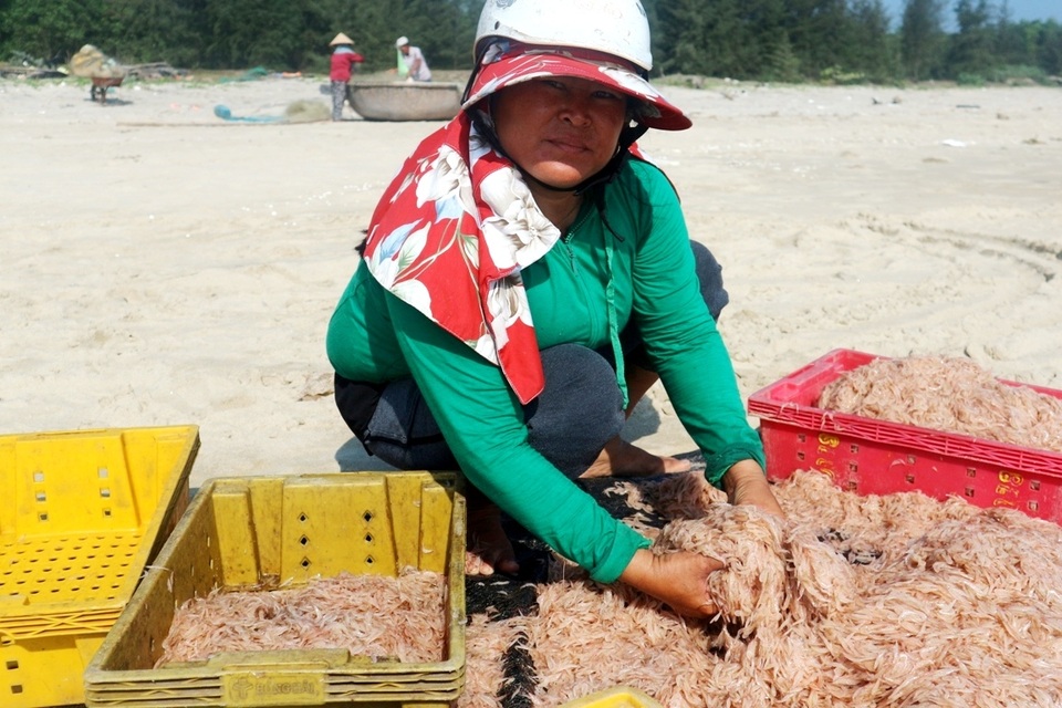 Ngư dân Quảng Nam trúng mùa ruốc Ngư dân Quảng Nam trúng mùa ruốc