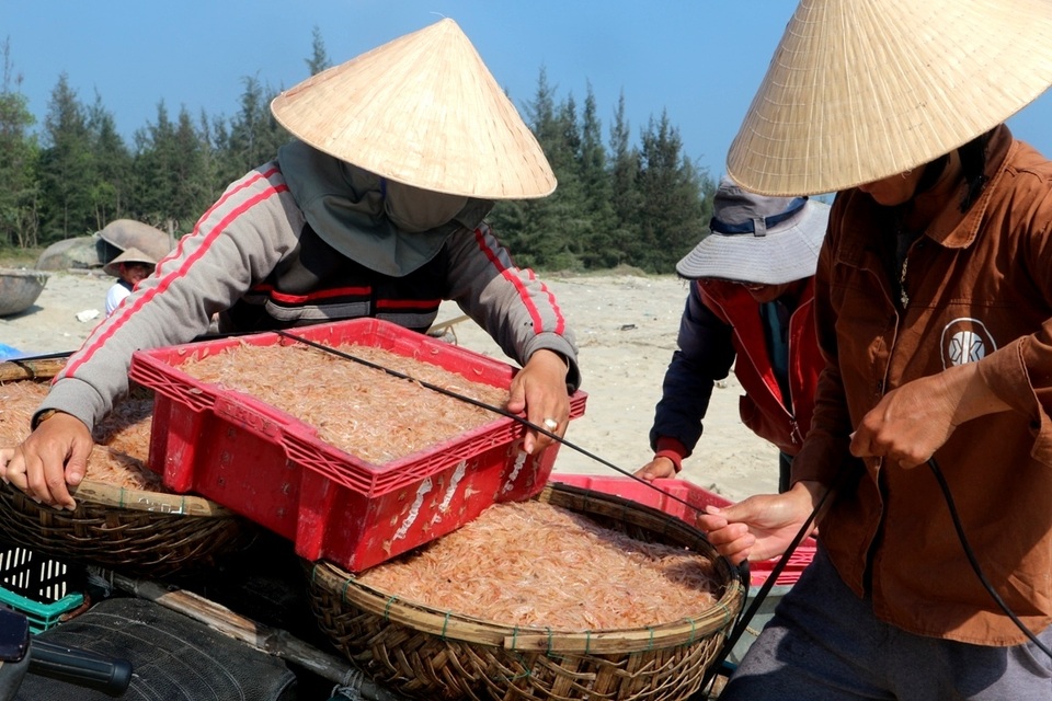 Ngư dân Quảng Nam trúng mùa ruốc Ngư dân Quảng Nam trúng mùa ruốc