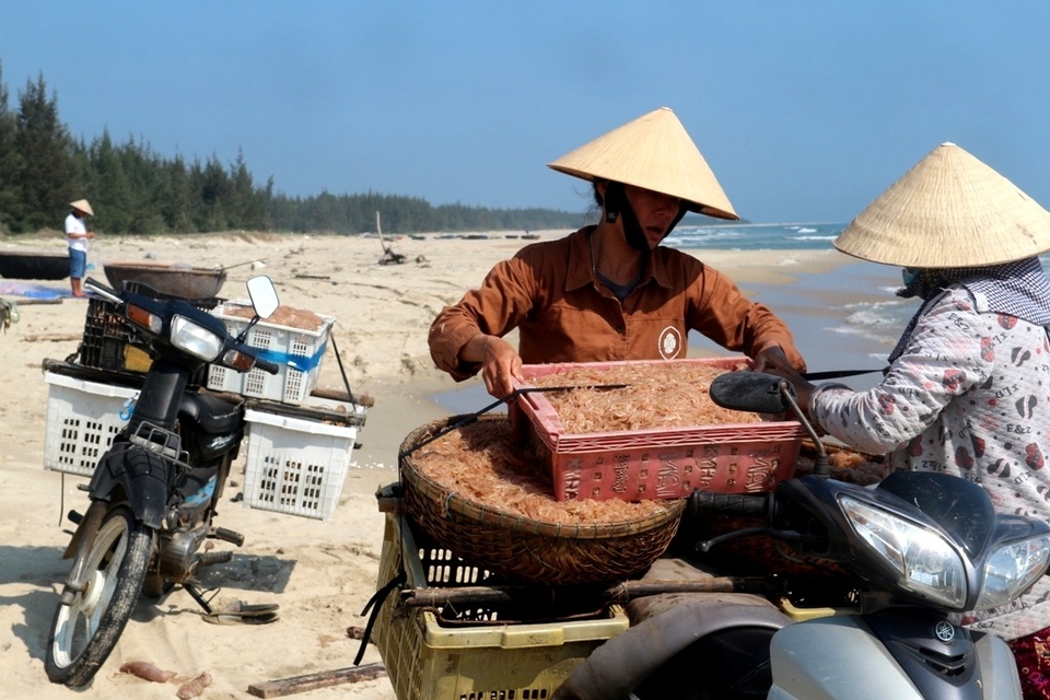 Ngư dân Quảng Nam trúng mùa ruốc Ngư dân Quảng Nam trúng mùa ruốc