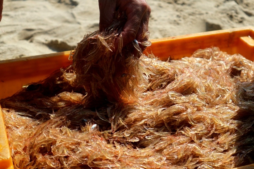 Ngư dân Quảng Nam trúng mùa ruốc Ngư dân Quảng Nam trúng mùa ruốc