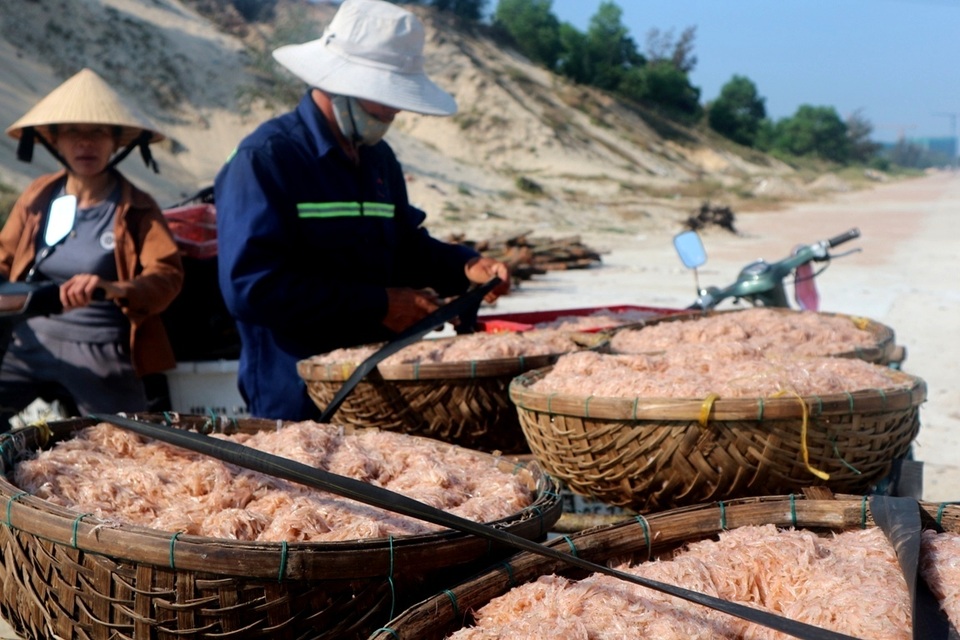 Ngư dân Quảng Nam trúng mùa ruốc Ngư dân Quảng Nam trúng mùa ruốc