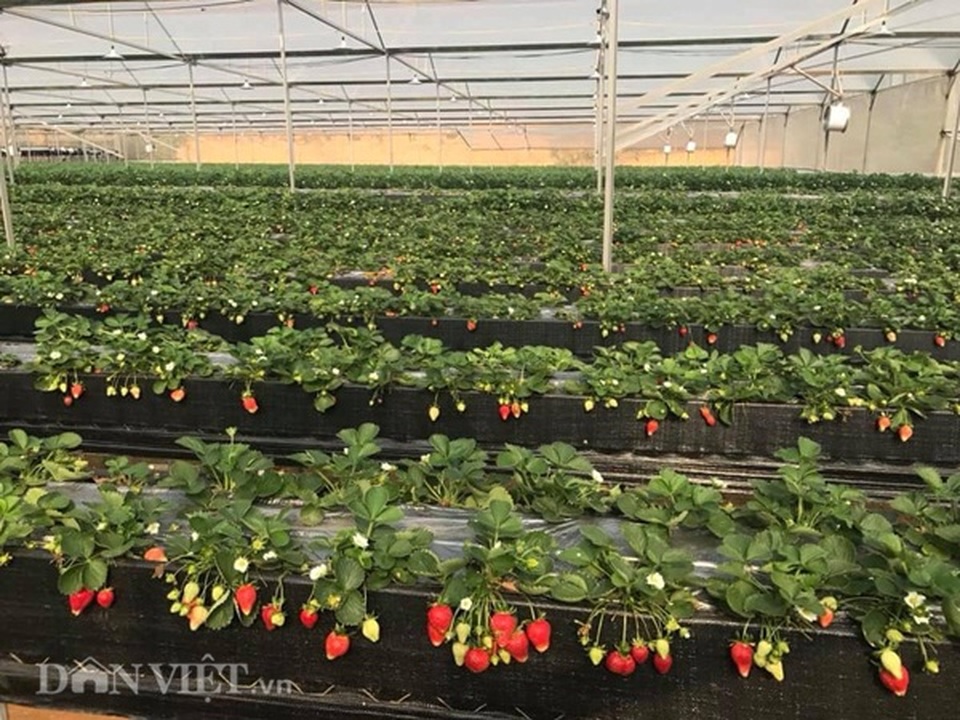 Bỏ việc nhà nước, cắm sổ đỏ trồng dâu tây, khách nườm nượp - 1 Bỏ việc nhà nước, cắm sổ đỏ trồng dâu tây, khách nườm nượp - 1