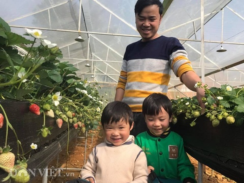 Bỏ việc nhà nước, cắm sổ đỏ trồng dâu tây, khách nườm nượp - 2 Bỏ việc nhà nước, cắm sổ đỏ trồng dâu tây, khách nườm nượp - 2