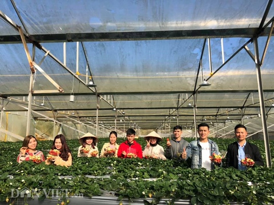 Bỏ việc nhà nước, cắm sổ đỏ trồng dâu tây, khách nườm nượp - 9 Bỏ việc nhà nước, cắm sổ đỏ trồng dâu tây, khách nườm nượp - 9