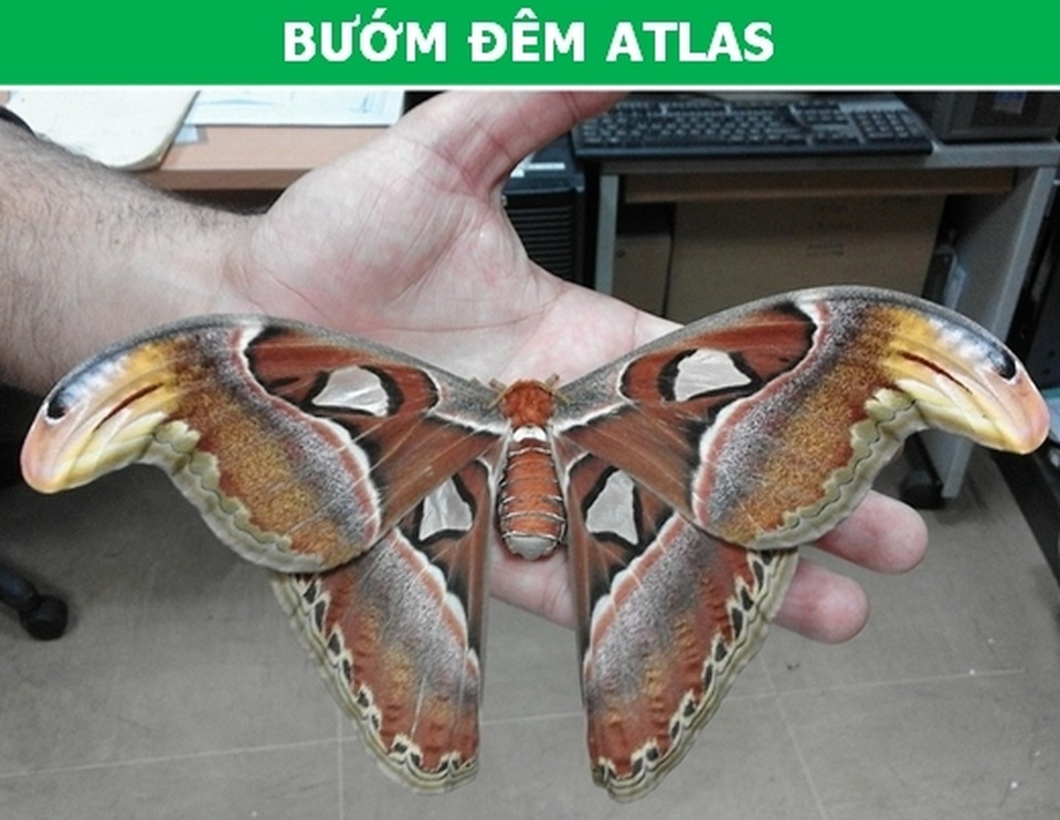 Kích thước thực sự của những loài động vật sẽ khiến bạn phải bất ngờ! - 5 Kích thước thực sự của những loài động vật sẽ khiến bạn phải bất ngờ! - 5