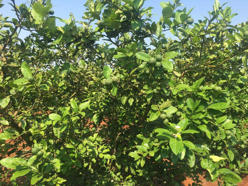 Lão nông trồng chanh trên đất đỏ, thu gần 1 tỷ đồng mỗi năm - 3 Lão nông trồng chanh trên đất đỏ, thu gần 1 tỷ đồng mỗi năm - 3