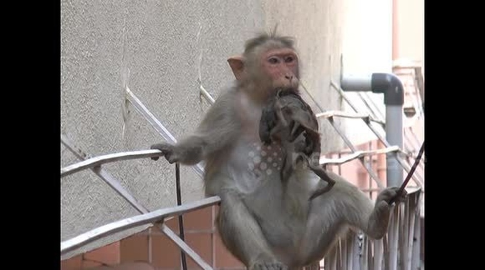 Khỉ mẹ cụt tay vẫn ôm chặt không rời xác của con đã chết khô - 1 Khỉ mẹ cụt tay vẫn ôm chặt không rời xác của con đã chết khô - 1