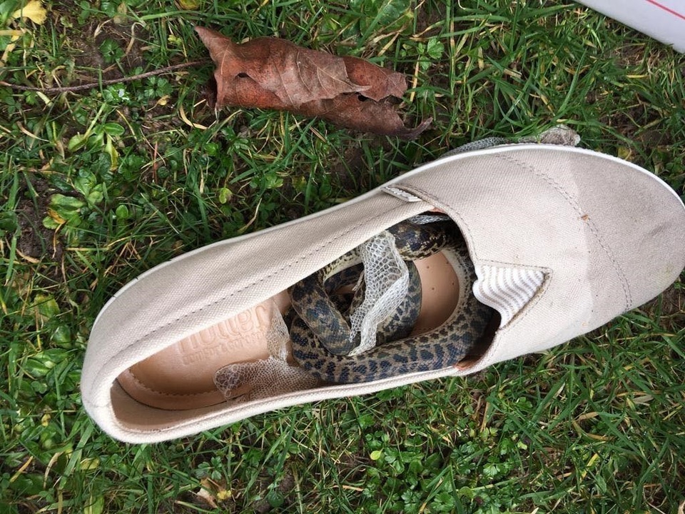 Du khách hết hồn khi phát hiện một con trăn bám về nhà sau chuyến du lịch  - 1