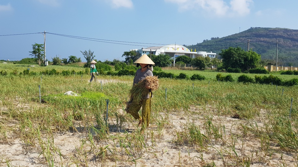 Quảng Ngãi: Hơn 320 ha trồng tỏi của Lý Sơn có nguy cơ mất mùa - 1 Quảng Ngãi: Hơn 320 ha trồng tỏi của Lý Sơn có nguy cơ mất mùa - 1