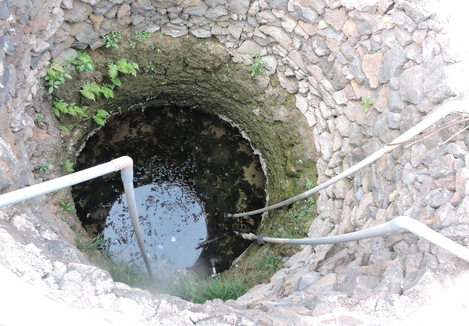 Quảng Ngãi: Hơn 320 ha trồng tỏi của Lý Sơn có nguy cơ mất mùa - 2 Quảng Ngãi: Hơn 320 ha trồng tỏi của Lý Sơn có nguy cơ mất mùa - 2