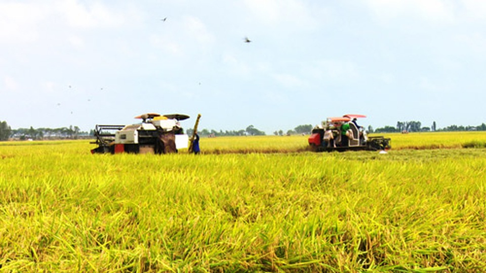 Người dân ĐBSCL thu hoạch lúa đông xuân 2019 (1).jpg Người dân ĐBSCL thu hoạch lúa đông xuân 2019 (1).jpg