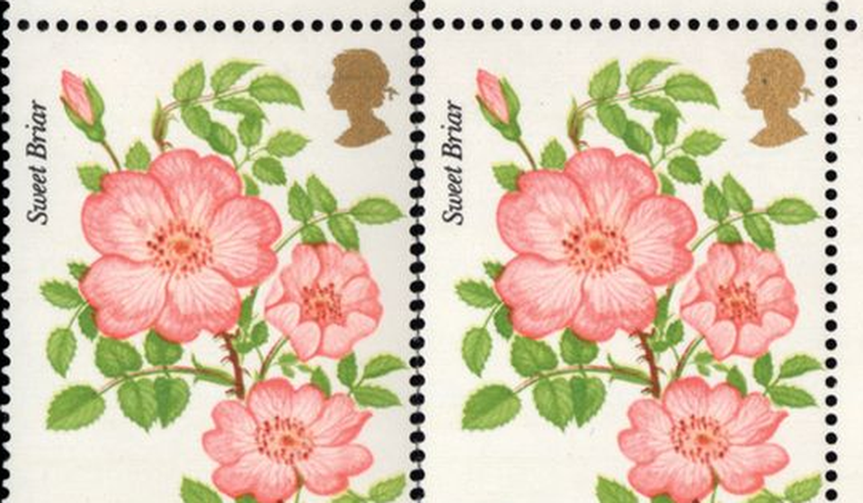 Tem Roses Error có giá trị cực lớn vì nó bị in lỗi.