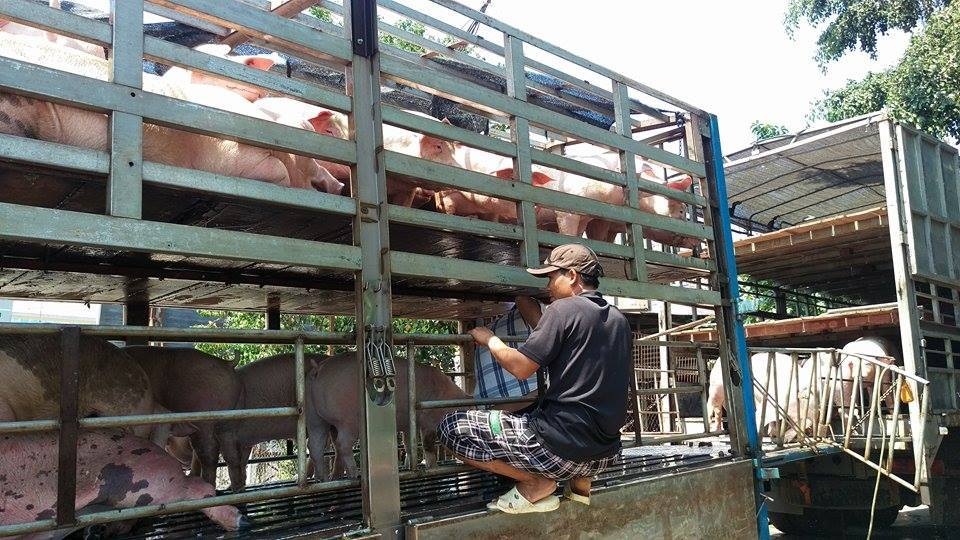 Đồng Nai đã lập 2 chốt kiếm dịch tạm thời để phòng chống nguy cơ lây nhiễm ASF từ việc vận chuyển heo đi tiêu thụ. Đồng Nai đã lập 2 chốt kiếm dịch tạm thời để phòng chống nguy cơ lây nhiễm ASF từ việc vận chuyển heo đi tiêu thụ.