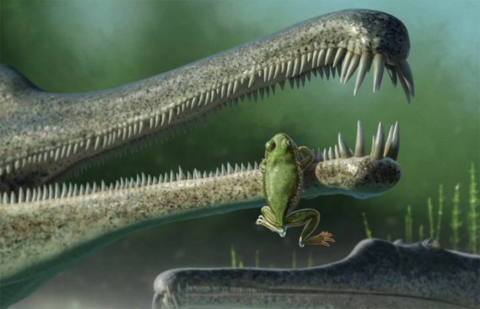 Phát hiện hoá thạch loài ếch cổ nhất ở Bắc Mỹ  - 1