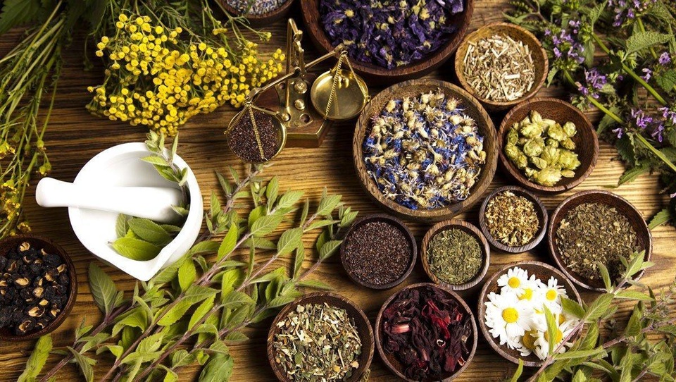 Điểm mặt các loại cây thuốc nam hỗ trợ chữa tiểu đường tuýp 2 hiệu quả - 1 Điểm mặt các loại cây thuốc nam hỗ trợ chữa tiểu đường tuýp 2 hiệu quả - 1