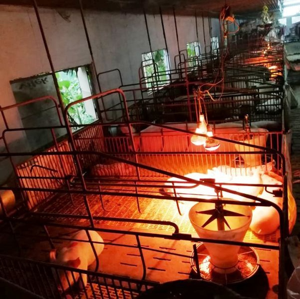 Sưởi ấm cho lợn bằng cách bắt bóng đèn điện. Sưởi ấm cho lợn bằng cách bắt bóng đèn điện.