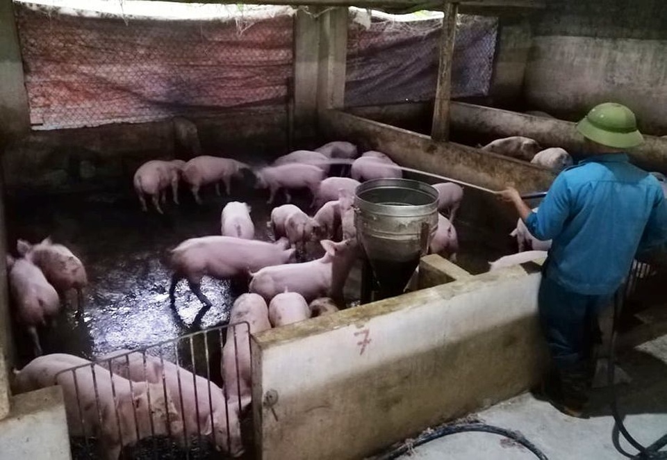 Dịch tả lợn châu Phi “nhảy cóc” ở Nghệ An, diễn biến phức tạp - 2 Dịch tả lợn châu Phi “nhảy cóc” ở Nghệ An, diễn biến phức tạp - 2