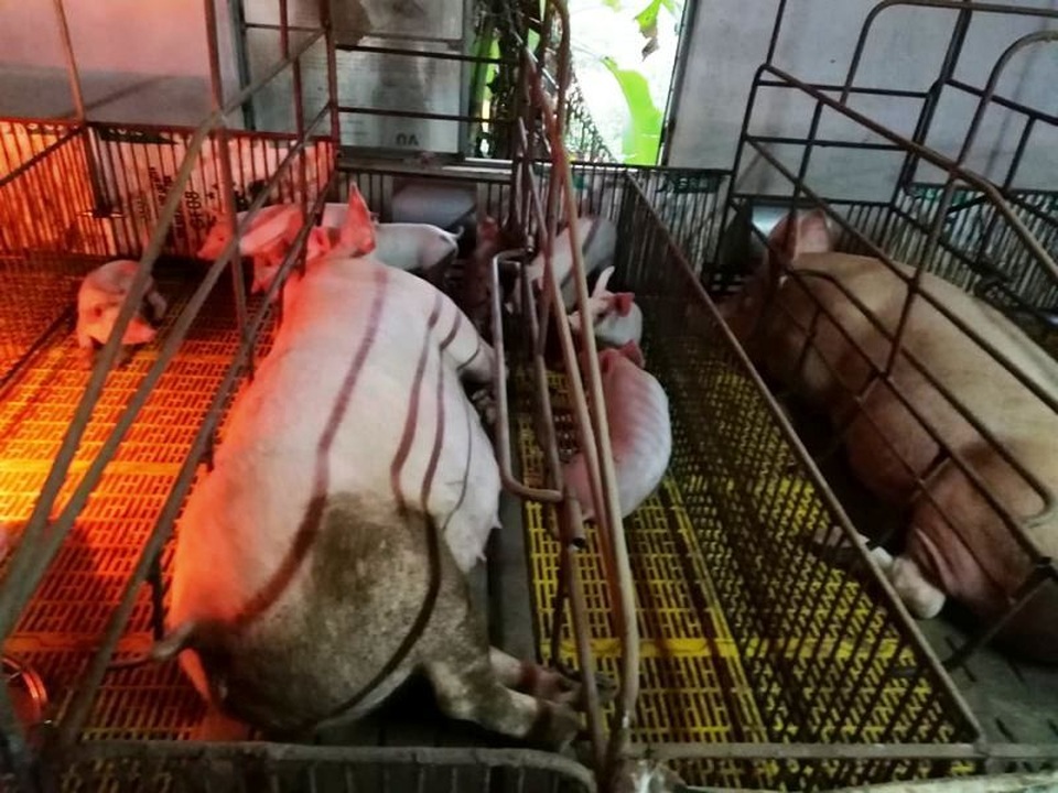 Dịch tả lợn châu Phi “nhảy cóc” ở Nghệ An, diễn biến phức tạp - 1 Dịch tả lợn châu Phi “nhảy cóc” ở Nghệ An, diễn biến phức tạp - 1