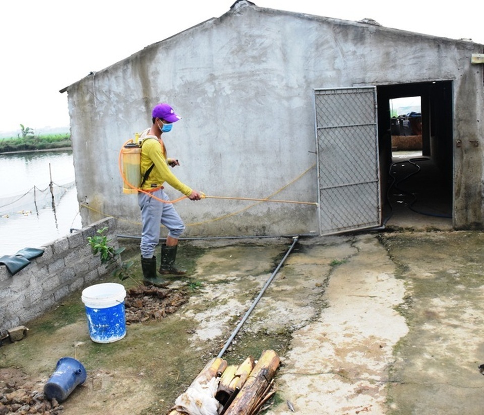 Dịch tả lợn châu Phi “nhảy cóc” ở Nghệ An, diễn biến phức tạp - 3 Dịch tả lợn châu Phi “nhảy cóc” ở Nghệ An, diễn biến phức tạp - 3