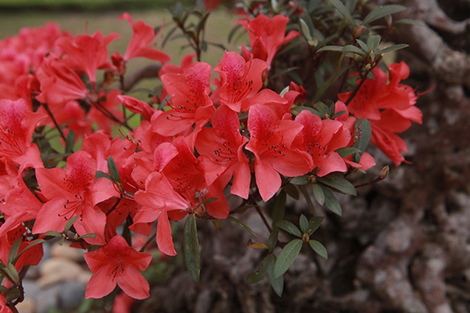 Ngắm nhìn nữ hoàng quyên cổ thụ có giá gần tỷ đồng - 10 Ngắm nhìn nữ hoàng quyên cổ thụ có giá gần tỷ đồng - 10