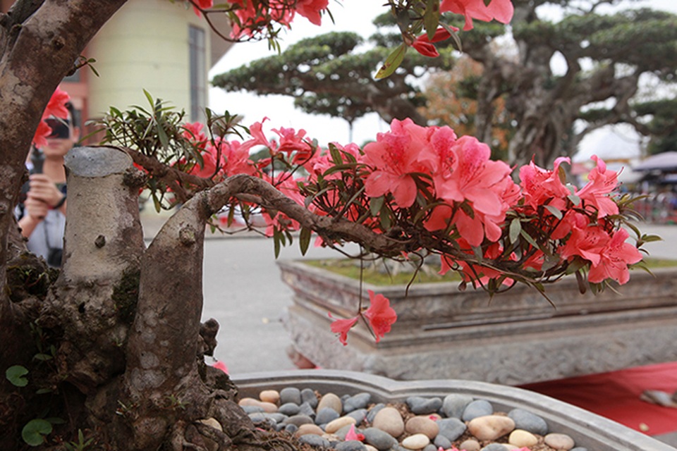 Ngắm nhìn nữ hoàng quyên cổ thụ có giá gần tỷ đồng - 11 Ngắm nhìn nữ hoàng quyên cổ thụ có giá gần tỷ đồng - 11