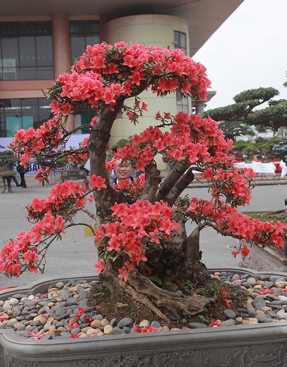 Ngắm nhìn nữ hoàng quyên cổ thụ có giá gần tỷ đồng - 12 Ngắm nhìn nữ hoàng quyên cổ thụ có giá gần tỷ đồng - 12