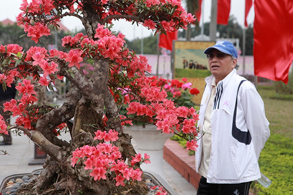 Ngắm nhìn nữ hoàng quyên cổ thụ có giá gần tỷ đồng - 4 Ngắm nhìn nữ hoàng quyên cổ thụ có giá gần tỷ đồng - 4