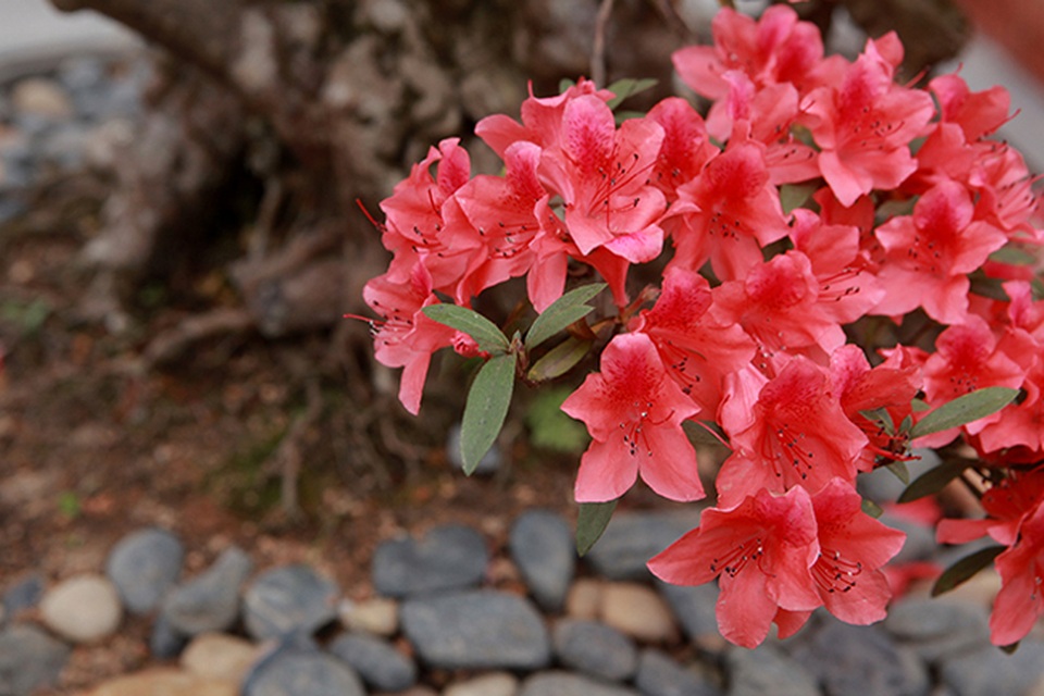 Ngắm nhìn nữ hoàng quyên cổ thụ có giá gần tỷ đồng - 6 Ngắm nhìn nữ hoàng quyên cổ thụ có giá gần tỷ đồng - 6