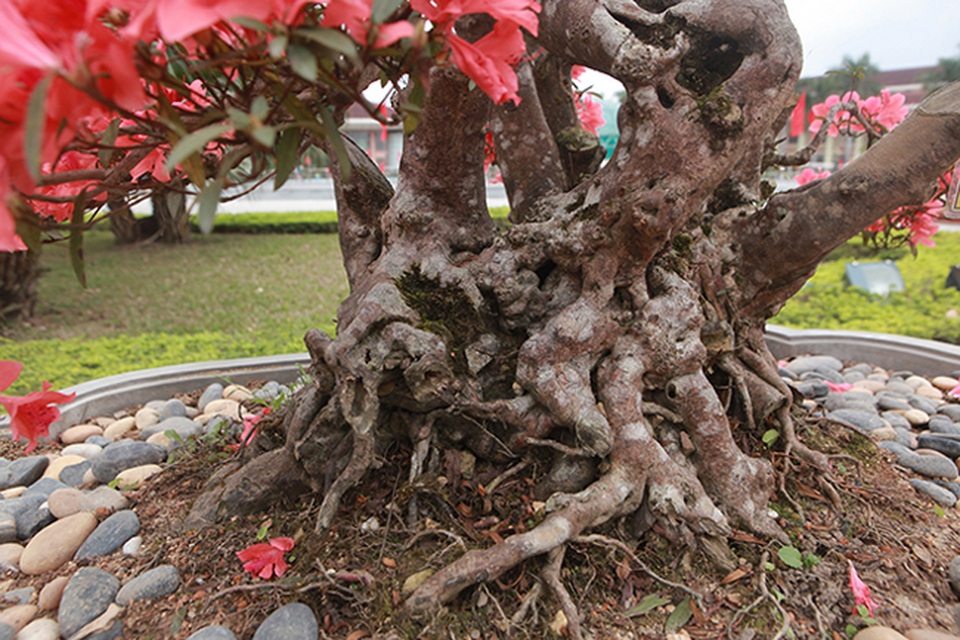 Ngắm nhìn nữ hoàng quyên cổ thụ có giá gần tỷ đồng - 8 Ngắm nhìn nữ hoàng quyên cổ thụ có giá gần tỷ đồng - 8