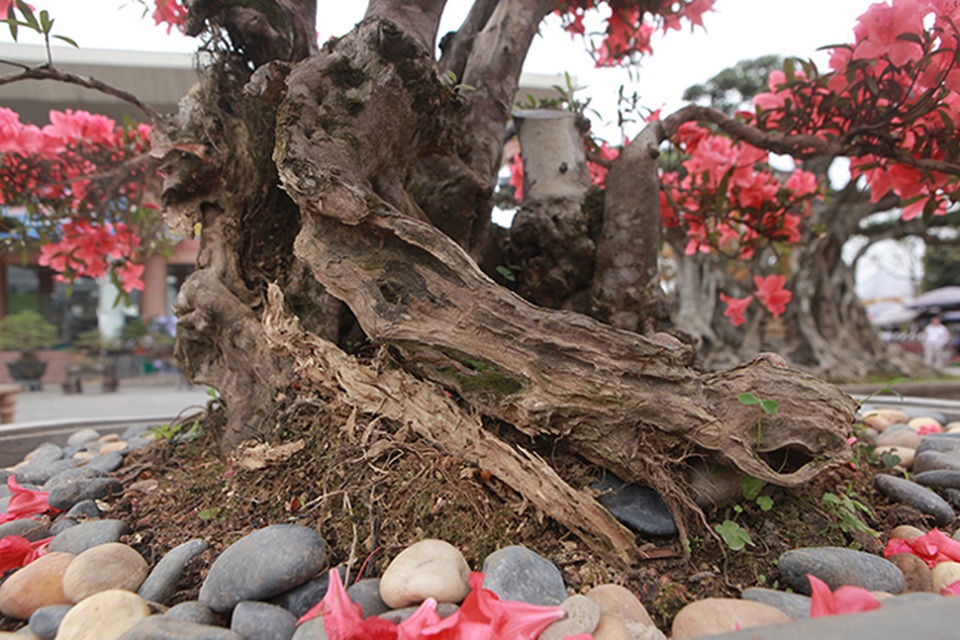 Ngắm nhìn nữ hoàng quyên cổ thụ có giá gần tỷ đồng - 9 Ngắm nhìn nữ hoàng quyên cổ thụ có giá gần tỷ đồng - 9