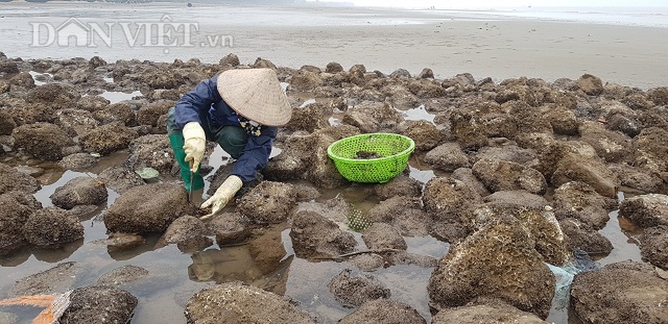 Nam Định: Săn lộc biển bé tin hin, bám ở đá, kiếm nửa triệu đồng/ngày - 1 Nam Định: Săn lộc biển bé tin hin, bám ở đá, kiếm nửa triệu đồng/ngày - 1