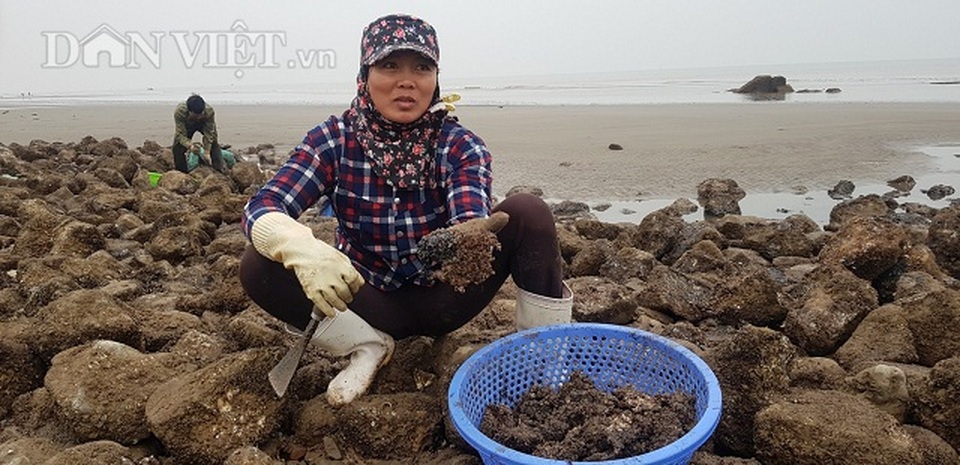 Nam Định: Săn lộc biển bé tin hin, bám ở đá, kiếm nửa triệu đồng/ngày - 3 Nam Định: Săn lộc biển bé tin hin, bám ở đá, kiếm nửa triệu đồng/ngày - 3