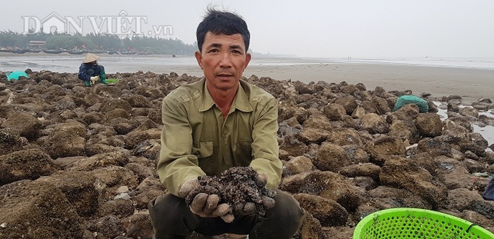 Nam Định: Săn lộc biển bé tin hin, bám ở đá, kiếm nửa triệu đồng/ngày - 4 Nam Định: Săn lộc biển bé tin hin, bám ở đá, kiếm nửa triệu đồng/ngày - 4
