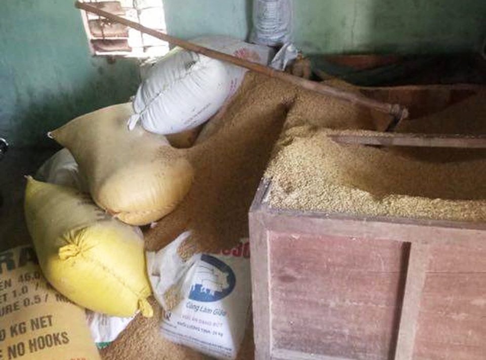 Mất 49 cây vàng cất trong đống lúa Mất 49 cây vàng cất trong đống lúa