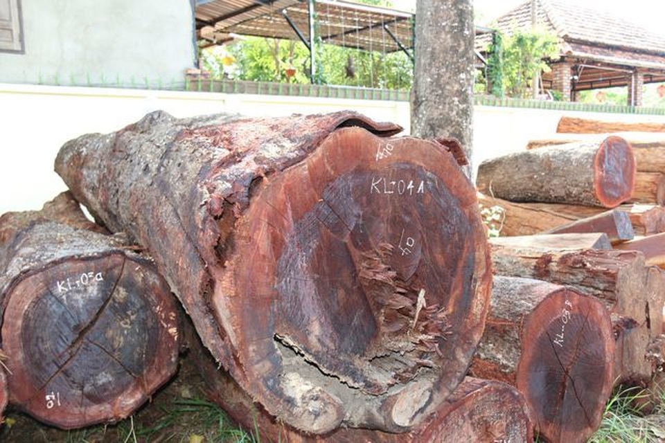 Trạm trưởng trạm kiểm lâm nhận tiền hối lộ của trùm gỗ lậu Phượng râu - 1 Trạm trưởng trạm kiểm lâm nhận tiền hối lộ của trùm gỗ lậu Phượng râu - 1