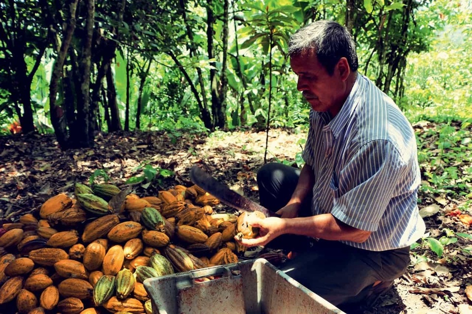 Có gì trong thanh socola đen nguyên chất đắt nhất thế giới? - 2 Có gì trong thanh socola đen nguyên chất đắt nhất thế giới? - 2
