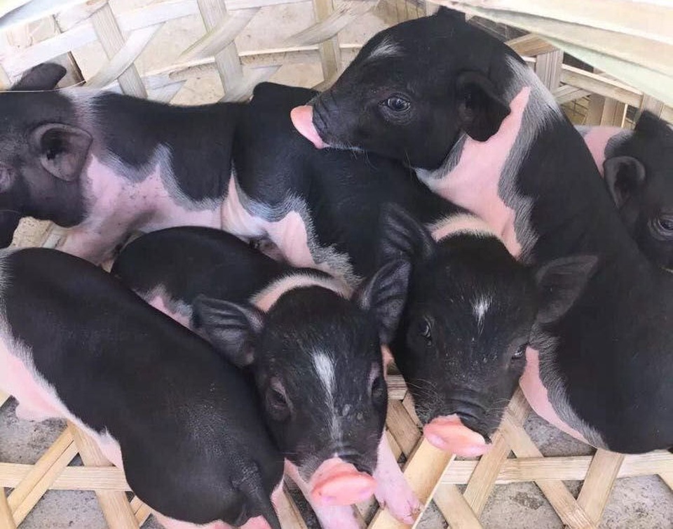 Boss lợn Trung Quốc 1,5 triệu đồng/kg: Cô sen Hà thành xịt nước hoa, dắt dạo phố - 2 Boss lợn Trung Quốc 1,5 triệu đồng/kg: Cô sen Hà thành xịt nước hoa, dắt dạo phố - 2