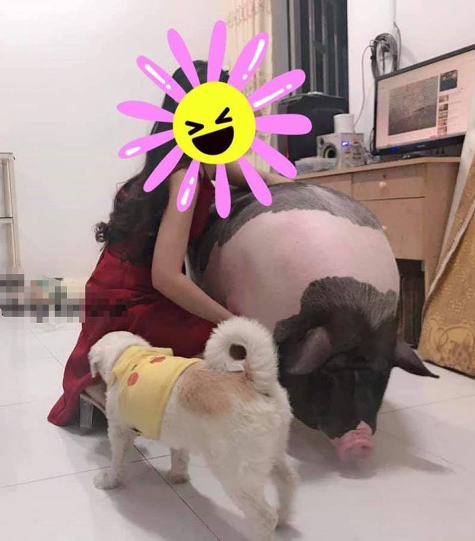 Boss lợn Trung Quốc 1,5 triệu đồng/kg: Cô sen Hà thành xịt nước hoa, dắt dạo phố - 5 Boss lợn Trung Quốc 1,5 triệu đồng/kg: Cô sen Hà thành xịt nước hoa, dắt dạo phố - 5