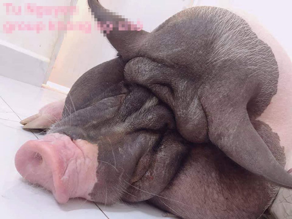 Boss lợn Trung Quốc 1,5 triệu đồng/kg: Cô sen Hà thành xịt nước hoa, dắt dạo phố - 6 Boss lợn Trung Quốc 1,5 triệu đồng/kg: Cô sen Hà thành xịt nước hoa, dắt dạo phố - 6