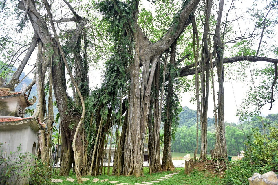 Kỳ lạ cây đa di chuyển ở Ninh Bình - 4 Kỳ lạ cây đa di chuyển ở Ninh Bình - 4