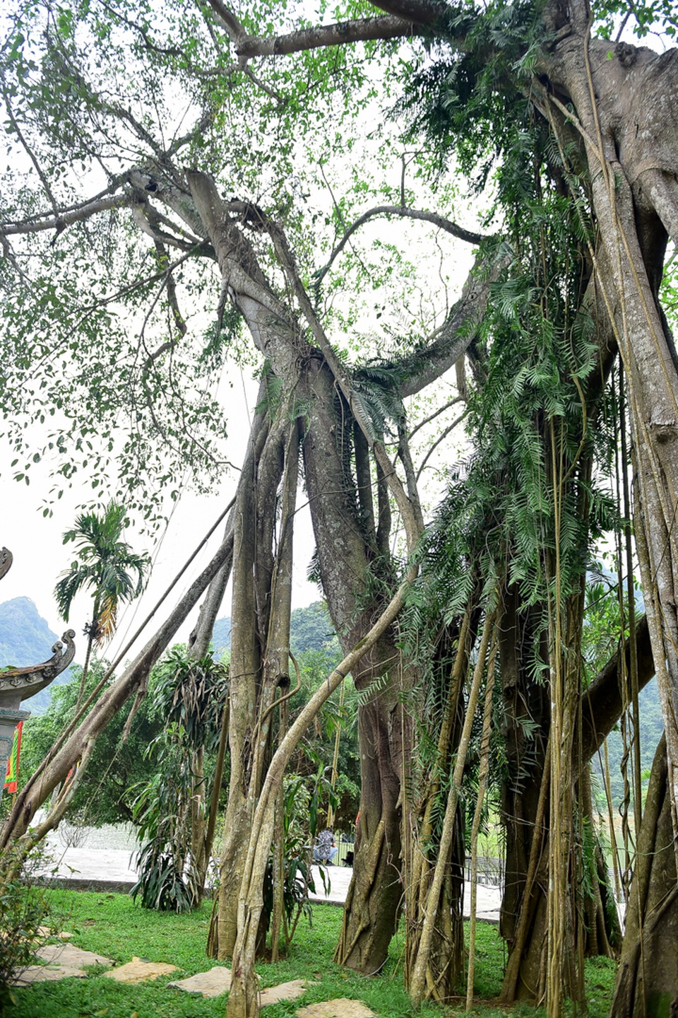Kỳ lạ cây đa di chuyển ở Ninh Bình - 6 Kỳ lạ cây đa di chuyển ở Ninh Bình - 6