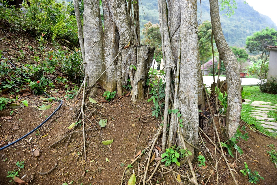 Kỳ lạ cây đa di chuyển ở Ninh Bình - 5 Kỳ lạ cây đa di chuyển ở Ninh Bình - 5