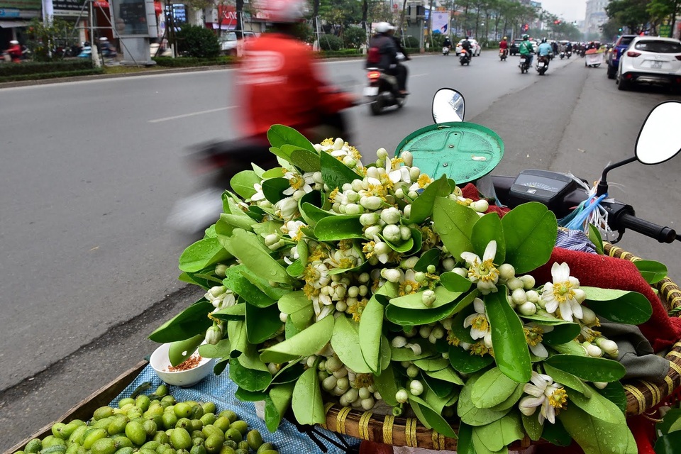 hoa buoi - 4 hoa buoi - 4
